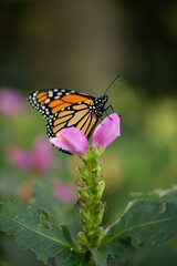 Obraz premium monarch butterfly on a pink flower