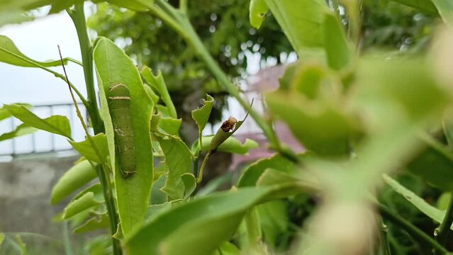 larva papilio memnon hide in a lime leaves