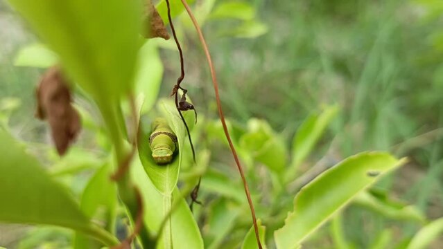 larva papilio memnon hide in a lime leaves