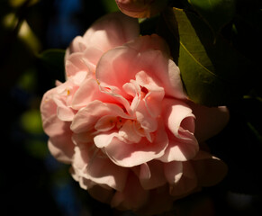 Obraz premium pink rose in the garden