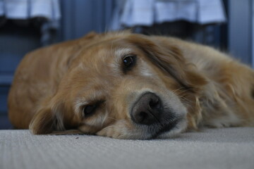 golden retriever dog