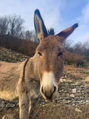 portrait of a donkey