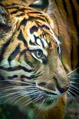 close-up side view of a tiger