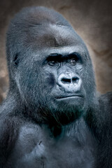 close-up portrait of a male gorilla
