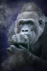 a gorilla hand in mouth in fog and blue background