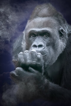 a gorilla hand in mouth in fog and blue background