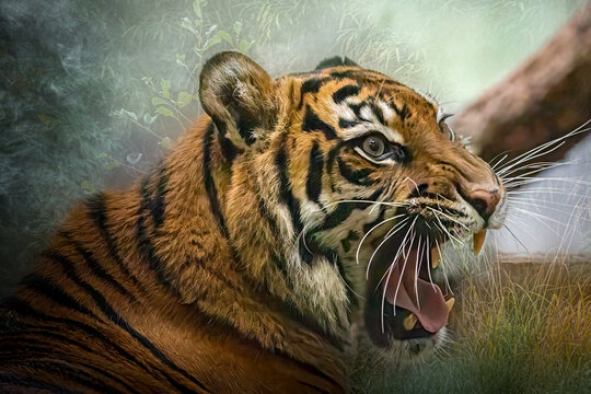 tiger growling in jungle grassland