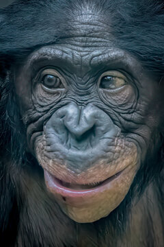 close-up face frontal view of a monkey