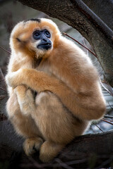 Obraz premium Blonde Gibbonmonkey sitting in a tree.