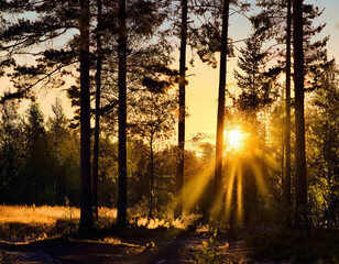 Sunset In The Forest; evening landscape; trees silhouette; golden light