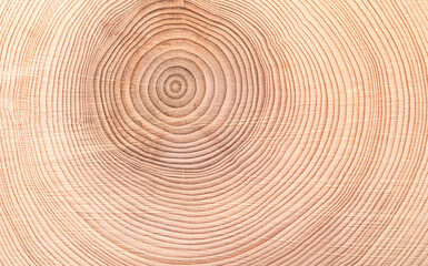 Growth rings of a spruce tree, horizontal cross section, cut through the dried trunk of an European spruce tree, Picea abies, showing annual or tree rings. A new layer of wood is added every year. - Powered by Adobe