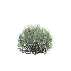 3d illustration of Corokia cotoneaster bush isolated on transparent background