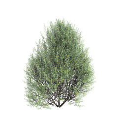 3d illustration of Corokia cotoneaster bush isolated on transparent background