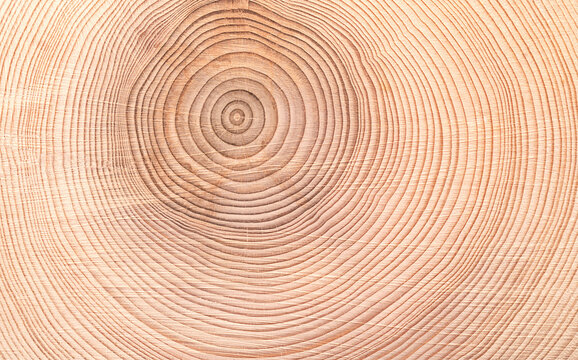 Growth rings of a spruce tree, horizontal cross section, cut through the dried trunk of an European spruce tree, Picea abies, showing annual or tree rings. A new layer of wood is added every year.