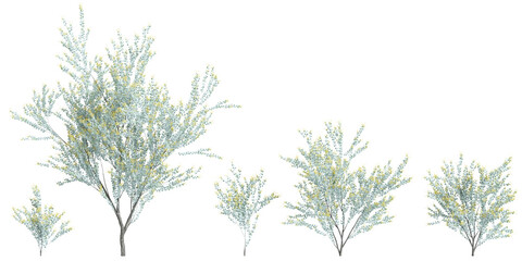 3d illustration of set Acacia podalyriifolia tree isolated on transparent background - obrazy, fototapety, plakaty