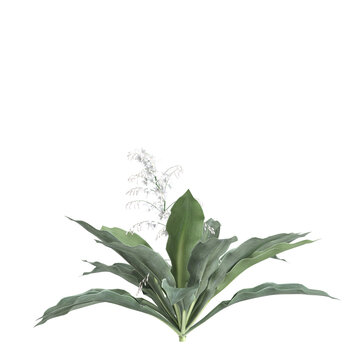 3d illustration of Arthropodium cirratum bush isolated on transparent background
