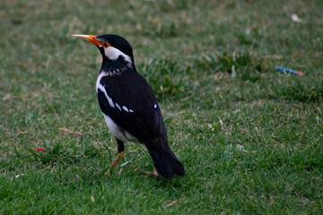 Indian pied myna on the grass