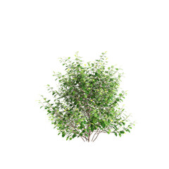3d illustration of Olearia paniculata tree isolated on transparent background