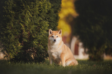 Naklejka na ściany i meble a dog of the Shiba Inu breed. The dog is in the park. Shiba inu in nature.