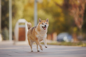 a dog of the Shiba Inu breed. The dog is in the park. Shiba inu in nature.
