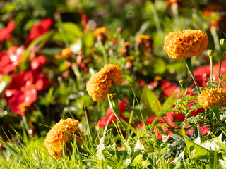 beautiful wild nature with yellow flowers
