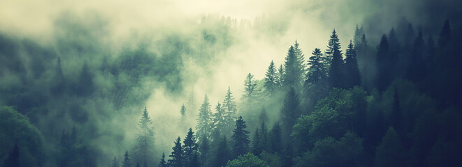 Misty landscape of a spruce forest
