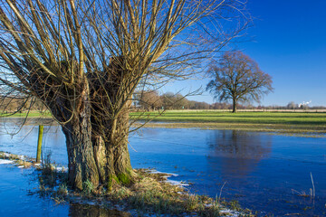 Salix caprea - willow grove - obrazy, fototapety, plakaty