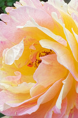 Close up of a rose flower head in orange color