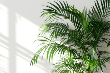 palm tree leaves on a white 