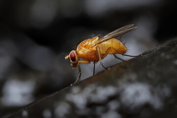 Yellow fly with red eyes sitting on a dark stone