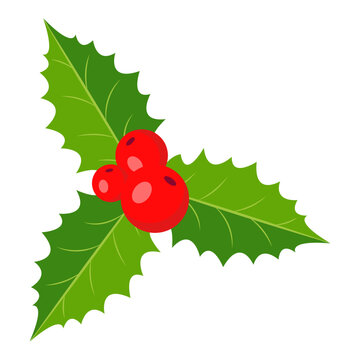 Holly, branch with berries and leaves. Christmas decorations. Vector illustration.