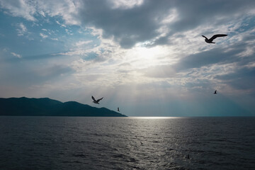 Fototapeta na wymiar Silhouette of seagulls flying over calm sea cinematic seascape with radiant sunlight 