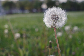 Close-up shot of dandelion seed head in lush field