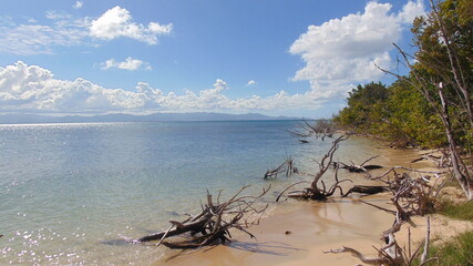 Des arbres morts au bord de la mer