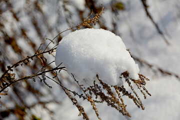 nawłoć pod śniegiem, Nawłoć kanadyjska zimą, Solidago canadensis, Solidago under the snow, Withered plants under snow, Solidago dried flowers on winter under snow

 - obrazy, fototapety, plakaty