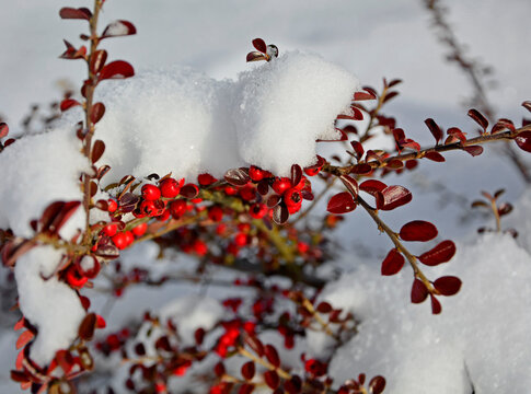 Irga pozioma pod śniegiem, Cotoneaster horizontalis, irga zimą, red berries in the snow in a winter sunny day, Cotoneaster bush with red berries covered with white snow. Cotoneaster fruits under snow
