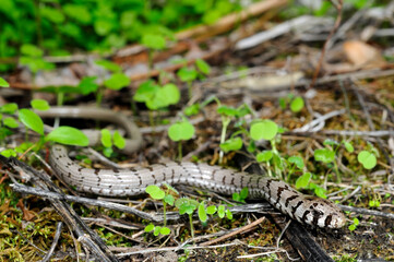juvenile European glass lizard, Sheltopusik // Scheltopusik im Jugendkleid  (Pseudopus apodus) - Peloponnese, Greece