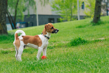 young jack russell terrier dog playing with a ball, standing outdoors on the grass	