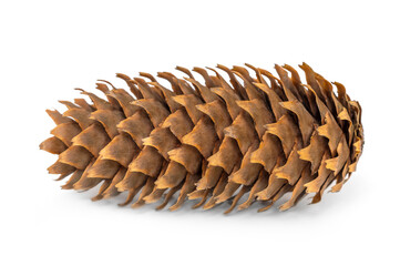 Pine cone isolated on white background. - 709954912