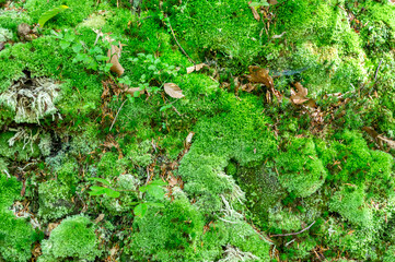 Green moss in the forest. Close up. - 709954936