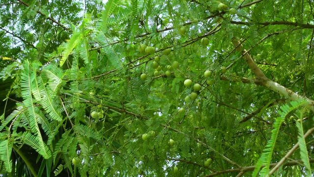 Phyllanthus emblica fruit also called Indian gooseberry hanging on a green amla tree. 