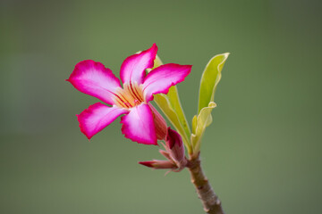 close up of Desert Rose