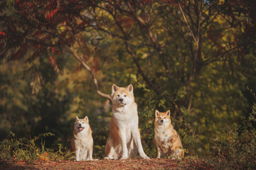 Obraz premium an Akita breed dog. The dog is in the park. Akita inu in nature.