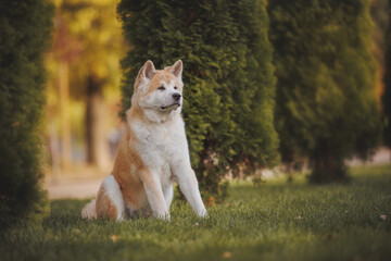 an Akita breed dog. The dog is in the park. Akita inu in nature.