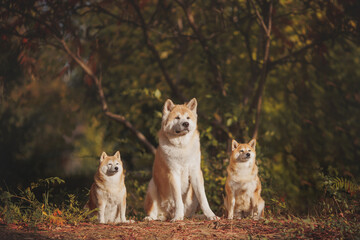 an Akita breed dog. The dog is in the park. Akita inu in nature.