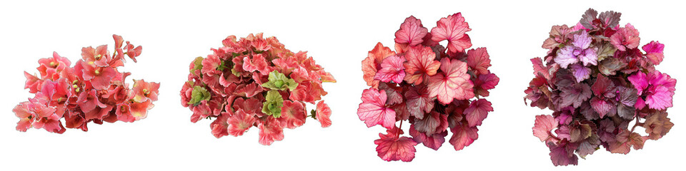Coral Bells   Flower Pile Of Heap Of Piled Up Together Hyperrealistic Highly Detailed Isolated On Transparent Background Png File