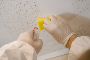 A cleaning service worker removes mold from a wall using a sprayer with mold remediation chemicals,...