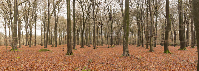 daylight landscape image of a wood in winter. Leaves have fallen from the trees but are still on the floor.