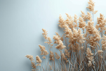 pampas grass on a white background with copy space 