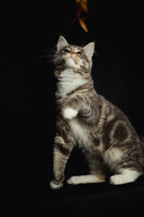 Domestic Maine Coon cat looking at camera while playing at home on blurred black background